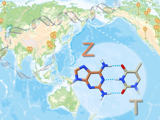 iHuman team and collaborators unveiled the Z-genome Biosynthetic Pathway 