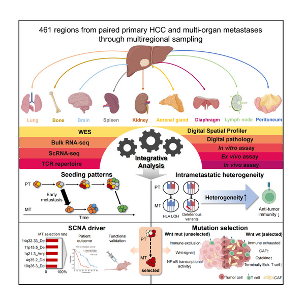 Researchers reveal spatiotemporal multi-omics evolutionary map of liver cancer metastasis