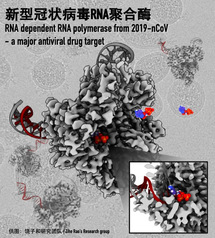 Structure of RNA-Dependent RNA Polymerase - a Major Antiviral Drug Target of 2019-nCoV